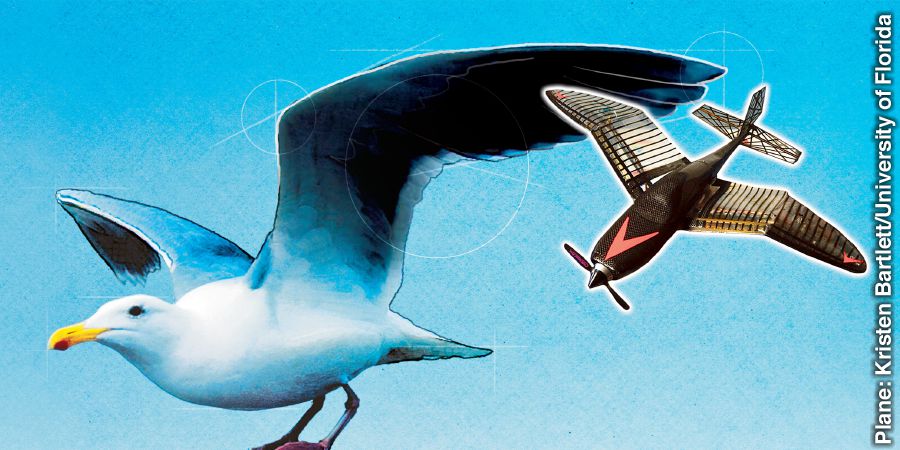 پهبادی با بال‌هایی همچون بال‌های مرغ دریایی