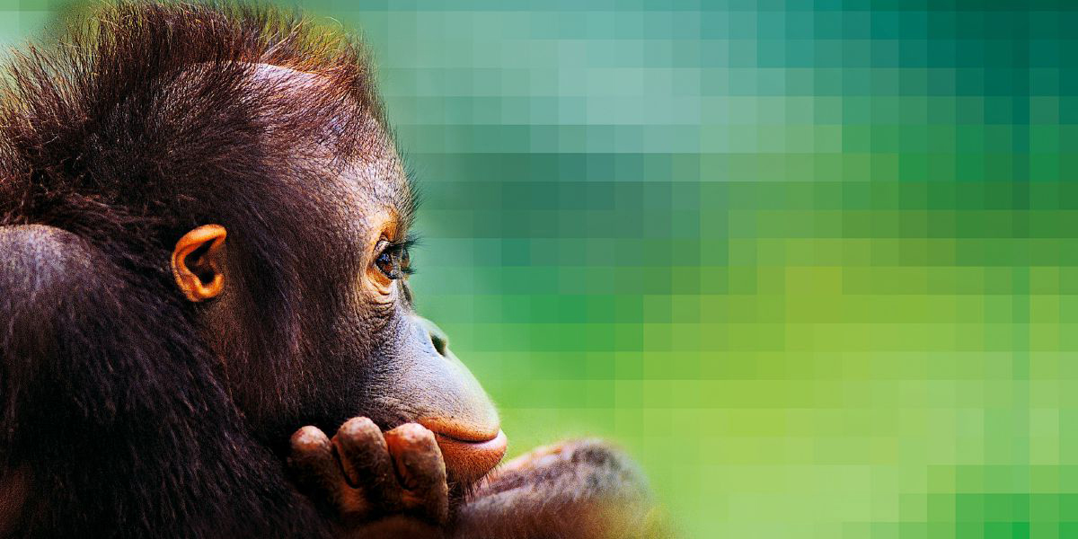 اورانگوتان