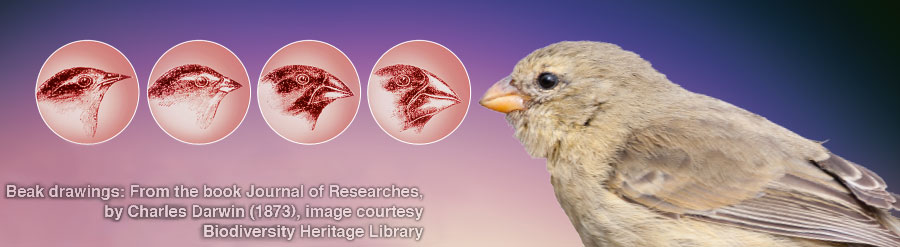 سهره‌های داروین