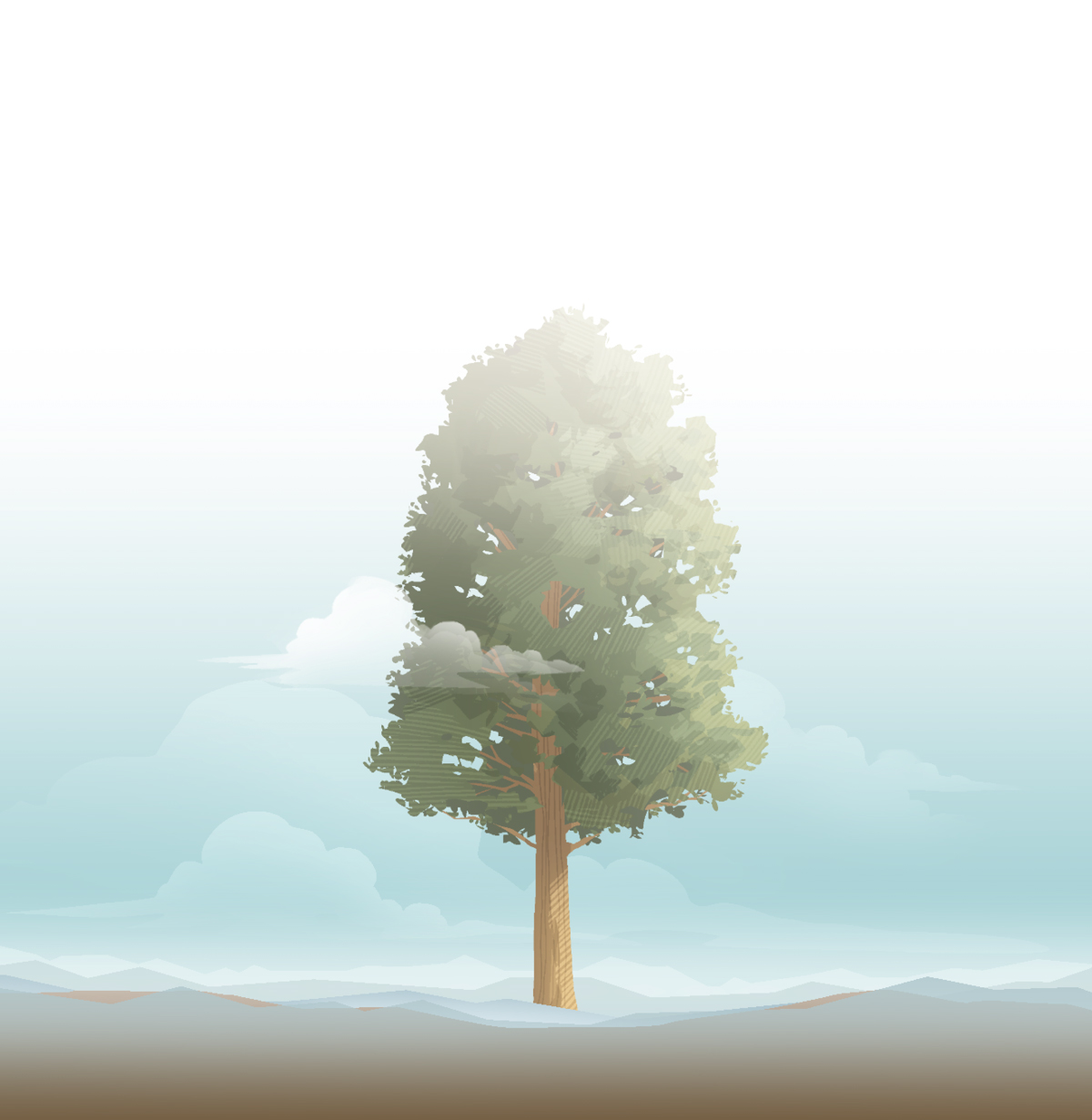 درختی بسیار بلند.‏