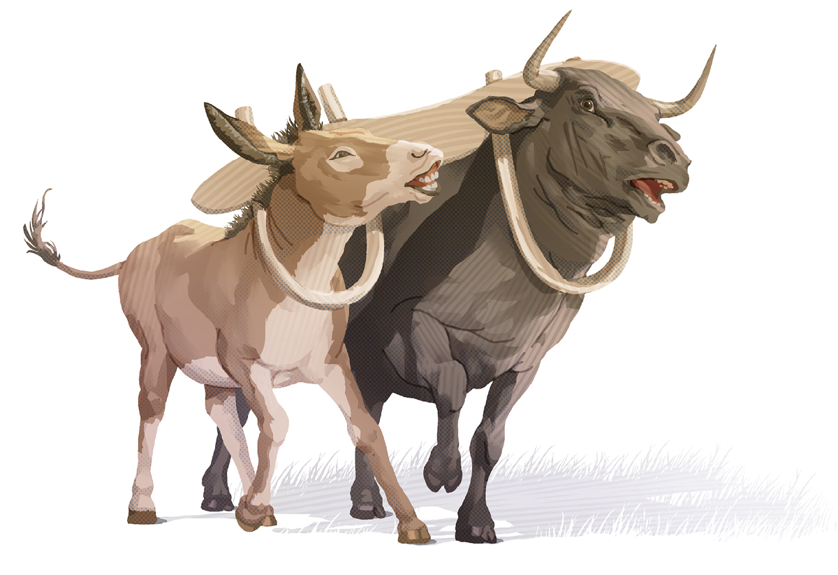 یک گاو بزرگ و یک الاغ کوچک به یک یوغ بسته شده‌اند و رنج می‌کشند.‏