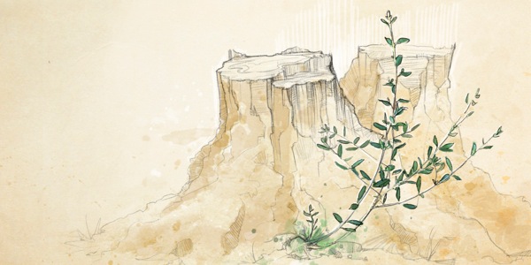 درخت قطع‌شده می‌تواند بار دیگر جوانه زند