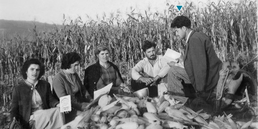 داميترياس سارَس همراه دوستانش در مزرعهٔ ذرت