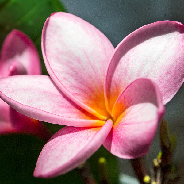 RÃ©sultat de recherche d'images pour "fleurs du nicaragua"