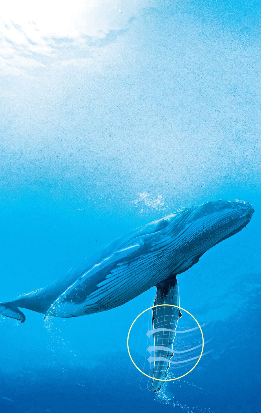 La nageoire d’une baleine à bosse