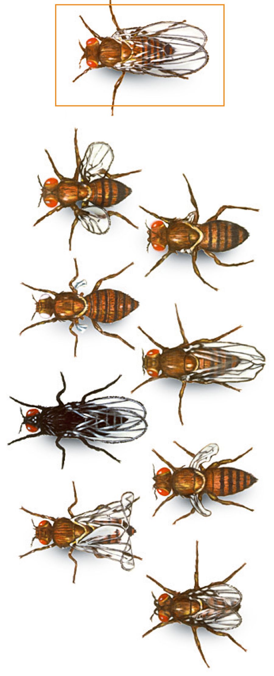 Des drosophiles mutantes