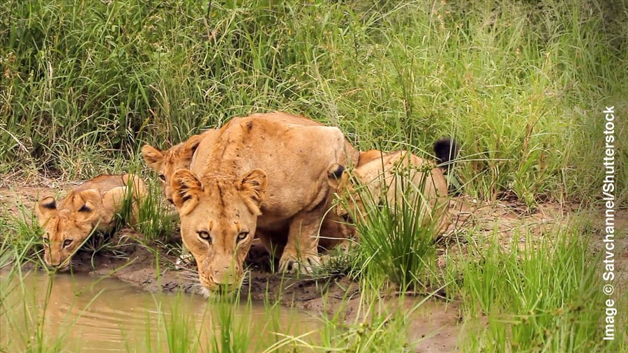 Une lionne et ses petits en train de boire de l’eau dans une mare.