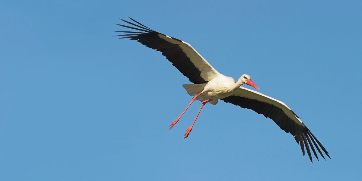 Une cigogne