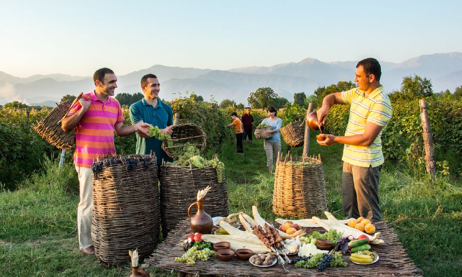 Des personnes font les vendanges