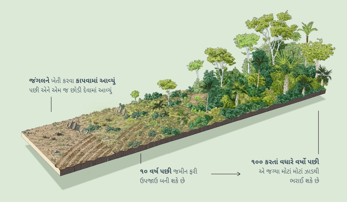 ચિત્રમાં બતાવ્યું છે કે જંગલને ખેતી કરવા કાપવામાં આવ્યું પછી એમ જ છોડી દેવામાં આવ્યું. ૧૦ વર્ષ પછી માટી ફરી ઉપજાઉ બની શકે છે. ૧૦૦ કરતાં વધારે વર્ષો પછી એ જગ્યા મોટાં મોટાં ઝાડથી ભરાઈ શકે છે.