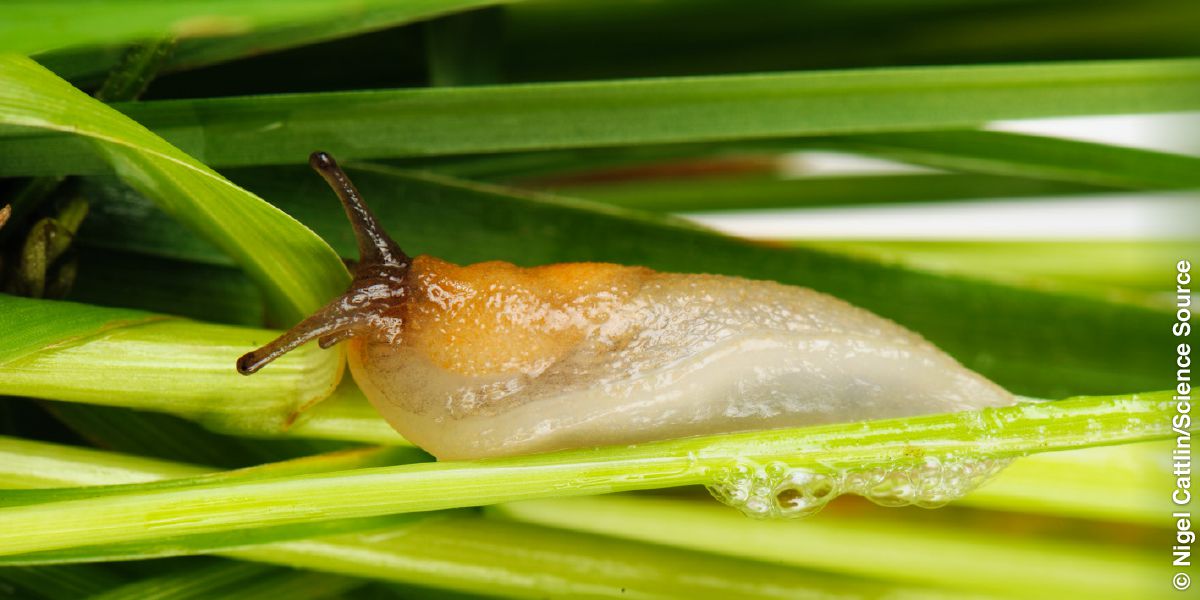 Seekor siput sedang mengeluarkan lendir.