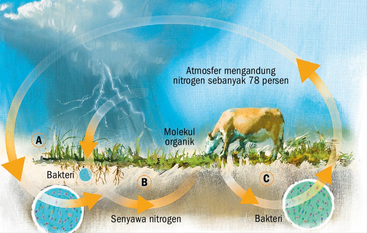 Siklus nitrogen