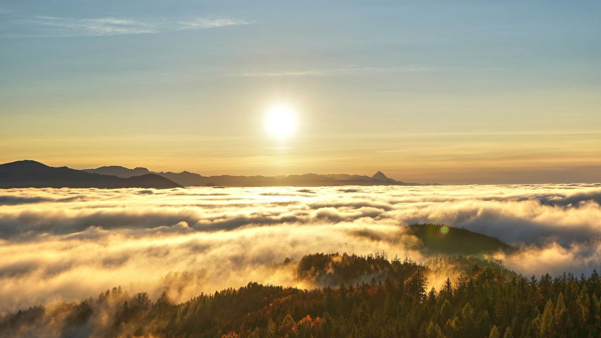 Il sole splende alto su una foresta coperta da una fitta coltre di nebbia.