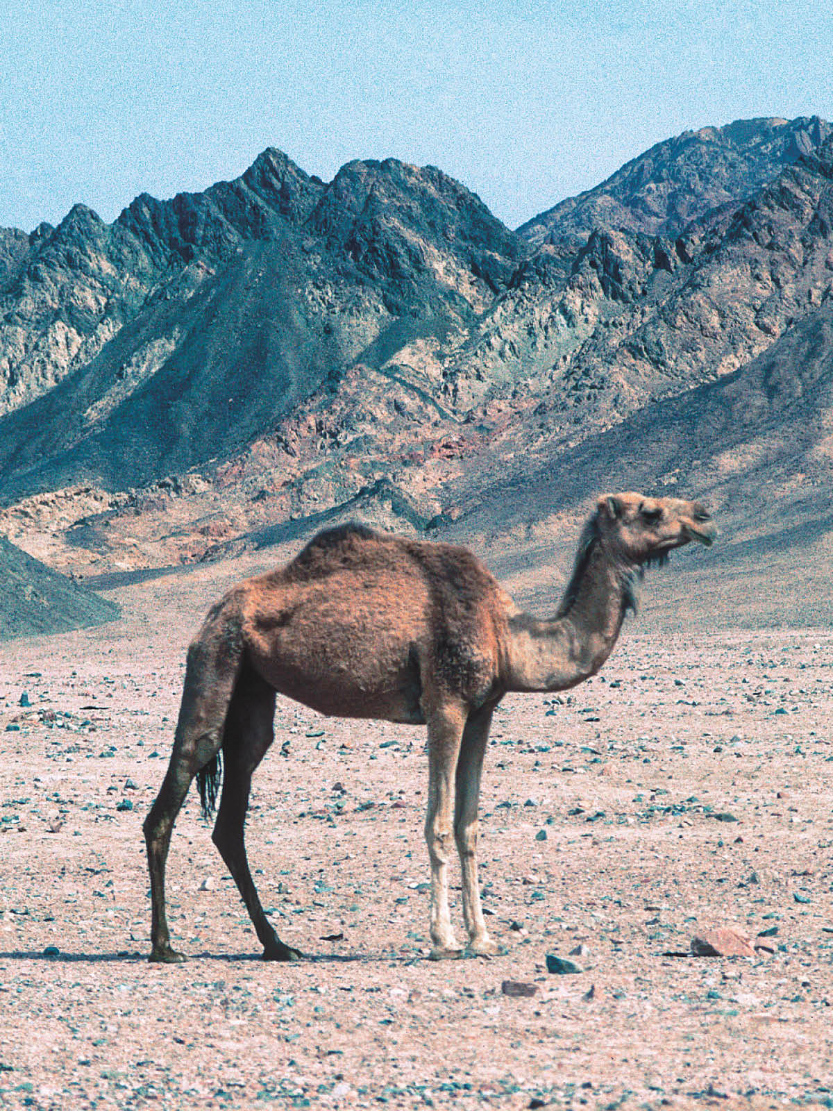 エジプトのグルデンラクダ エジプトのグルデンラクダ エジプトのグルデンラクダ