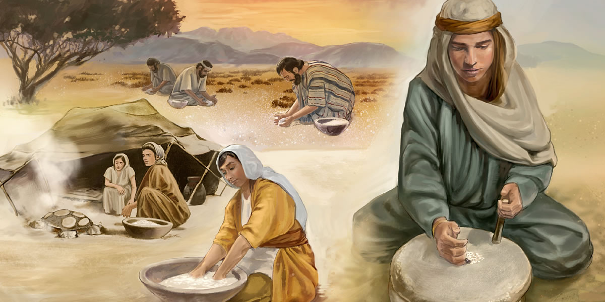 男性たちがマナを集めている。女性たちがマナを手臼でひき，丸いパンを作って焼いている