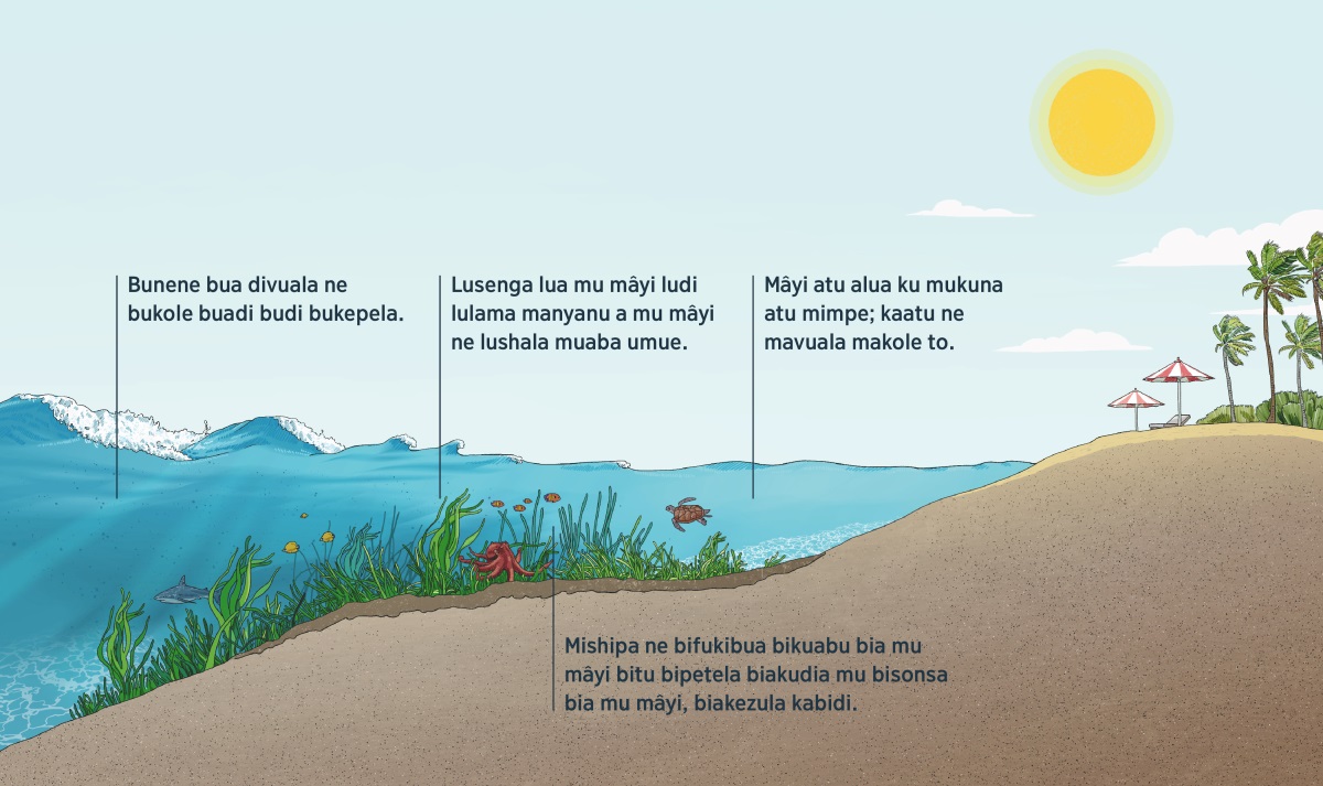 Mavuala asemena ku mpenga kua mâyi. Buloba bua panshi pas mâyi, binsonsa bia mu mâyi, ne bifukibua bia mu mâyi bimueneka. Padi mavuala asemena ku mukuna, binsonsa bidi bikepela ne biumbusha butshiafu mu mâyi. Mishipa ne bifukibua bia mu mâyi mu binsonsa. Mâyi adi afika ku mpenga mmakezuke ne mavuala kaena ne bukole to.
