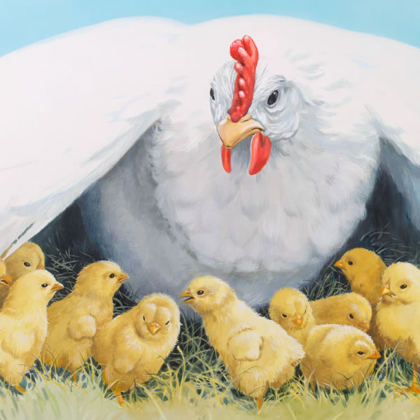 Nzolo wa tshikuka ukonga bana mu mapuapua ende