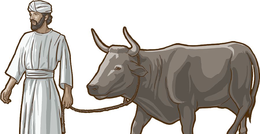 Muena Isalele uya ne ngombe