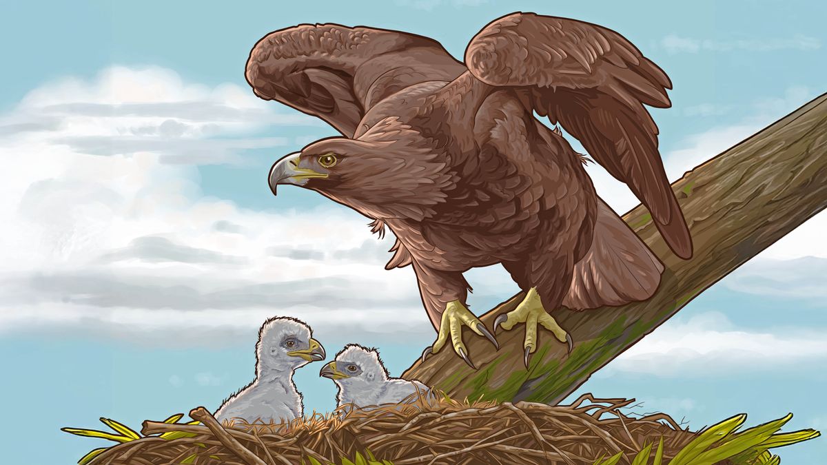 Nyunyi wa mukanku muimane pa ditamba dia mutshi pabuipi ne disua didi ne tuana tuende tubidi bua kutukuba.