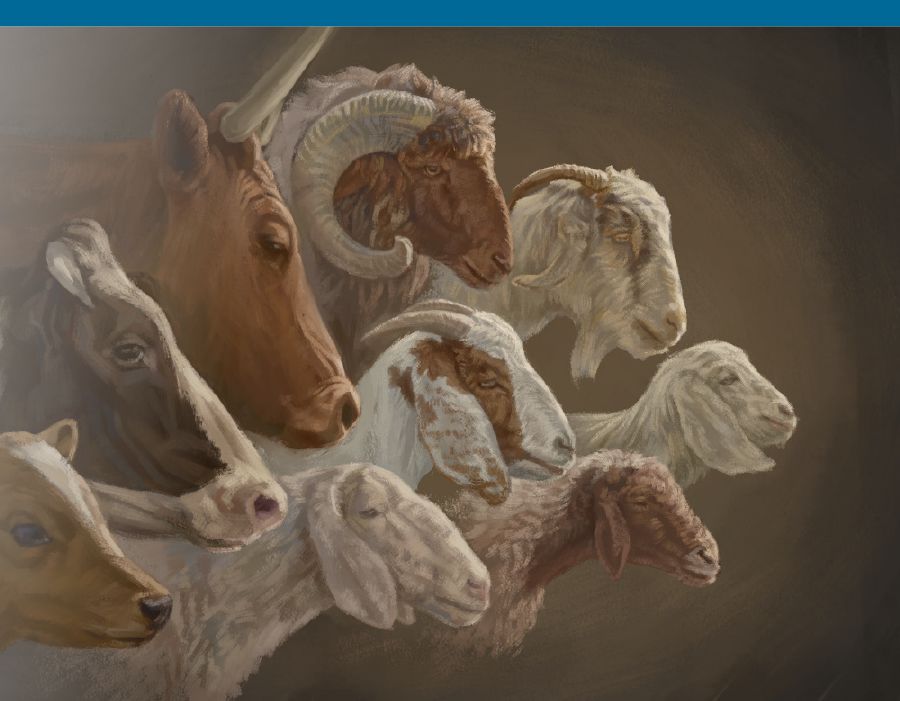 Nyama idibu ne bua kulambula mu tshikena kumona tshia ntempelo.