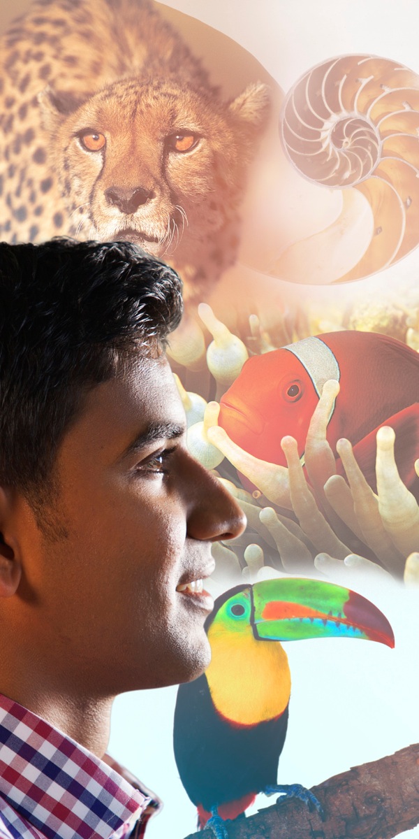 Nsongalume ubandila bifukibue bimpe bishilashilangane