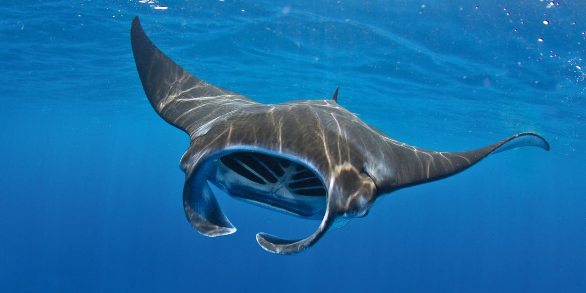 Una mantarraya nadando con la boca abierta.