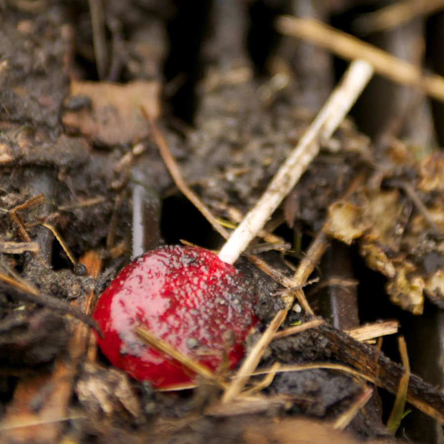 Iin dulce ña̱ nda̱kava nu̱ú yaku̱a̱