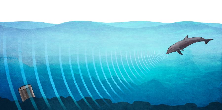 Tí delfín xíniñúʼurí so̱ndaʼarí ña̱ va̱ʼa kunda̱a̱-inirí ndáaña ñúʼu ti̱xin iin ña̱ʼa