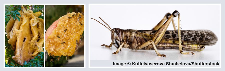 Ñu̱ñú xíʼin ti̱ka