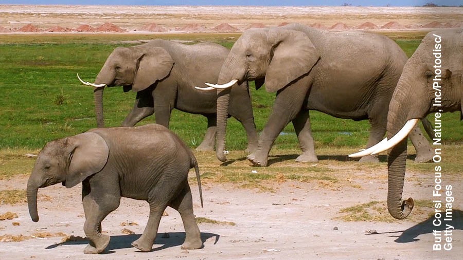 Ku̱a̱ʼání tí elefante ku̱a̱ʼa̱nrí