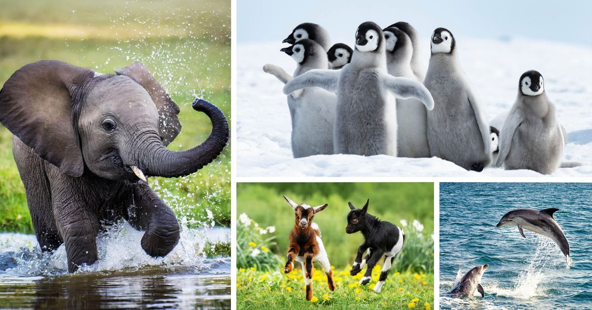 Ña̱ xítoyó nu̱ú na̱ʼná: Na̱ʼná nu̱ú va̱xi ku̱a̱ʼá kití: 1. Iin elefante loʼo sísikírí nu̱ú ti̱kui̱í. 2. Pingüino válí xíkarí nu̱ú nieve. 3. U̱vi̱ ti̱xúʼú válí sísikírí. 4.U̱vi̱ delfín ndávarí nu̱ú ti̱kui̱í.