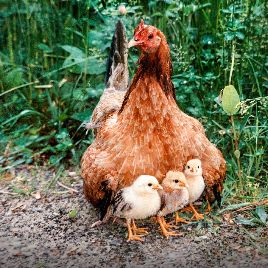 Een hen en kuikens