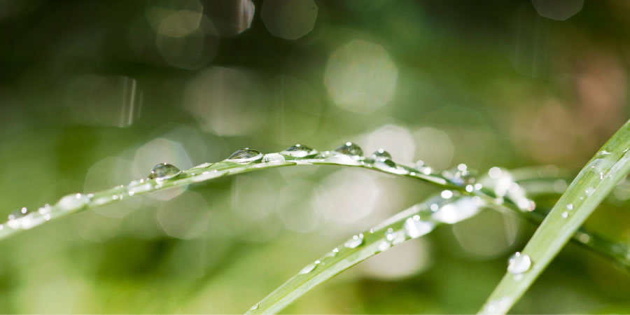 Gota di serena riba blachi di yerba