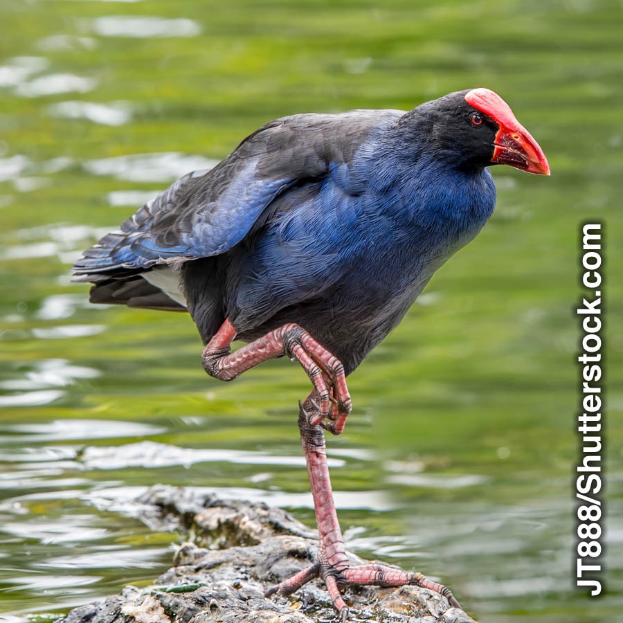 Nielotny ptak takahe