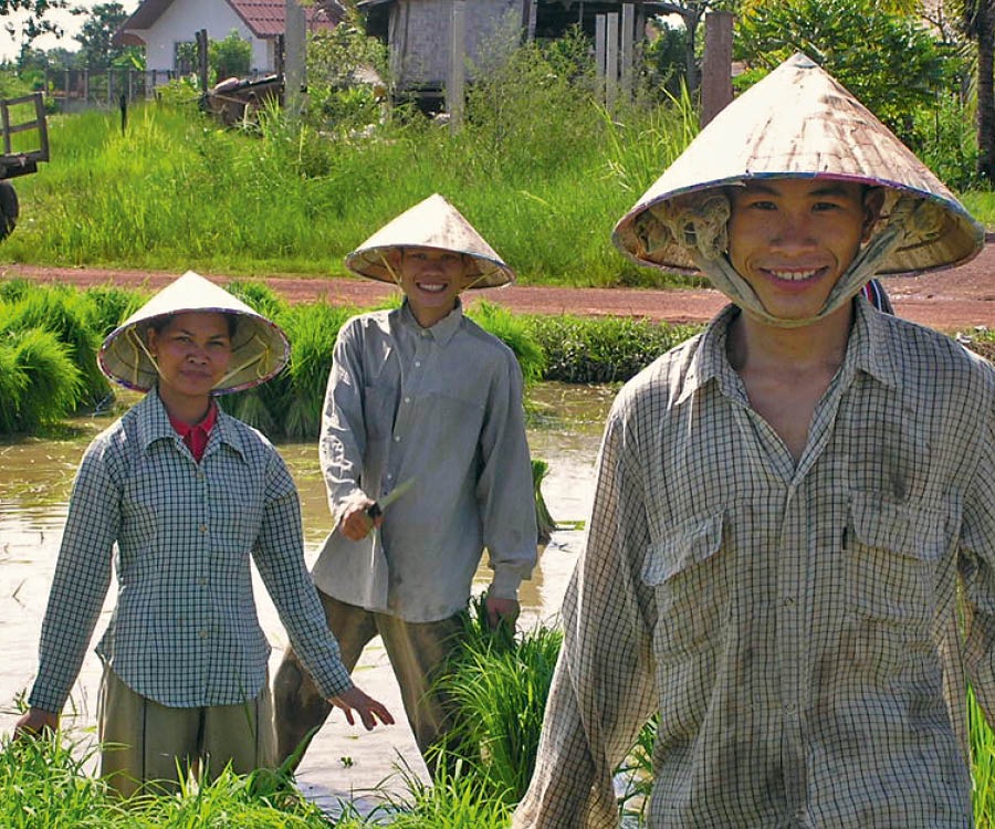 Ludzie pracują na polu ryżowym