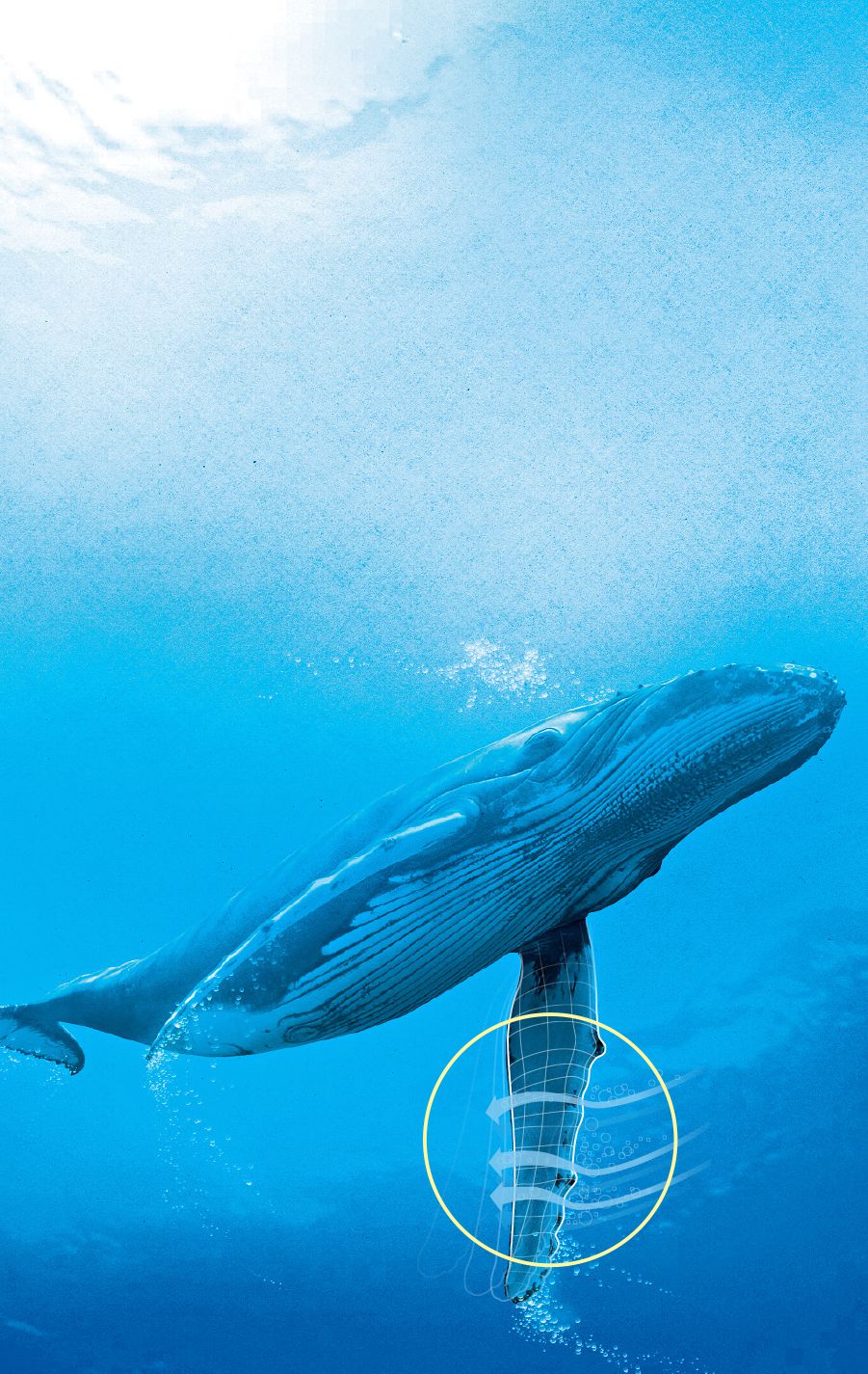 As nadadeiras da baleia jubarte
