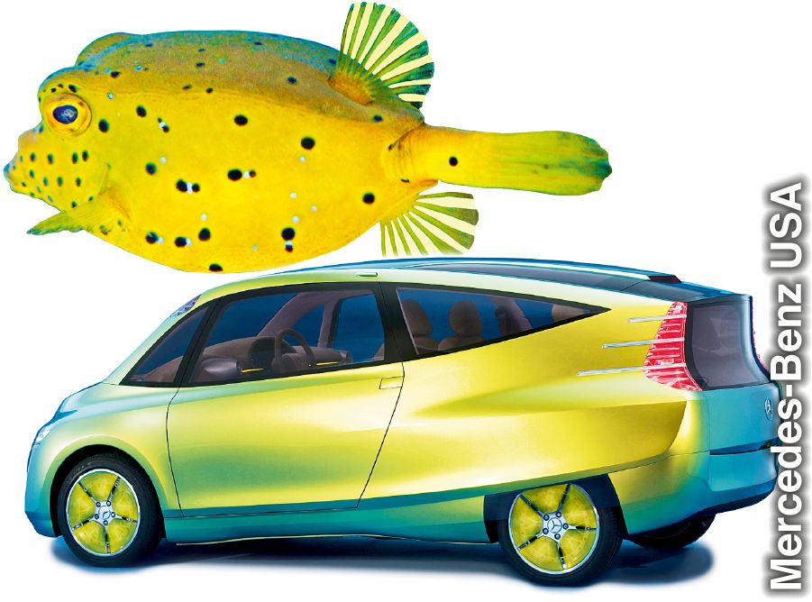 Um peixe-cofre e um carro-conceito