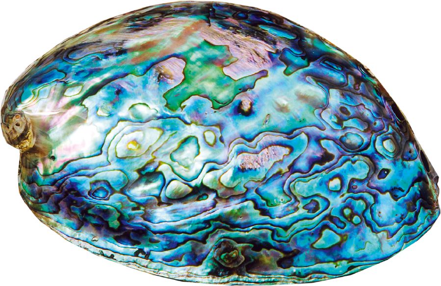 Uma concha de um molusco abalone