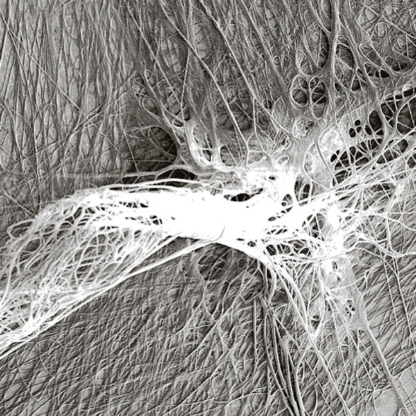 Один вид клейкого шелка паука