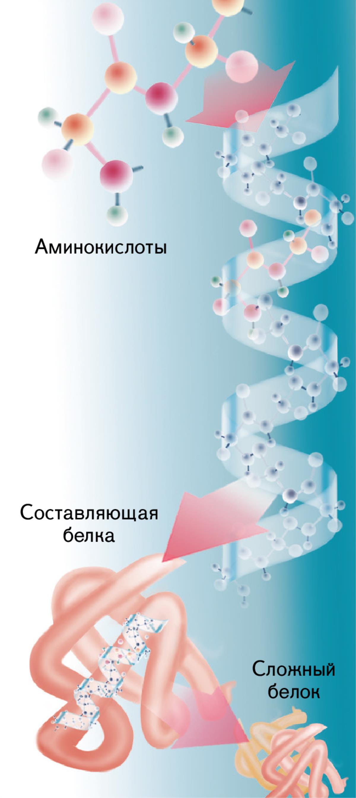 Строение обычного белка
