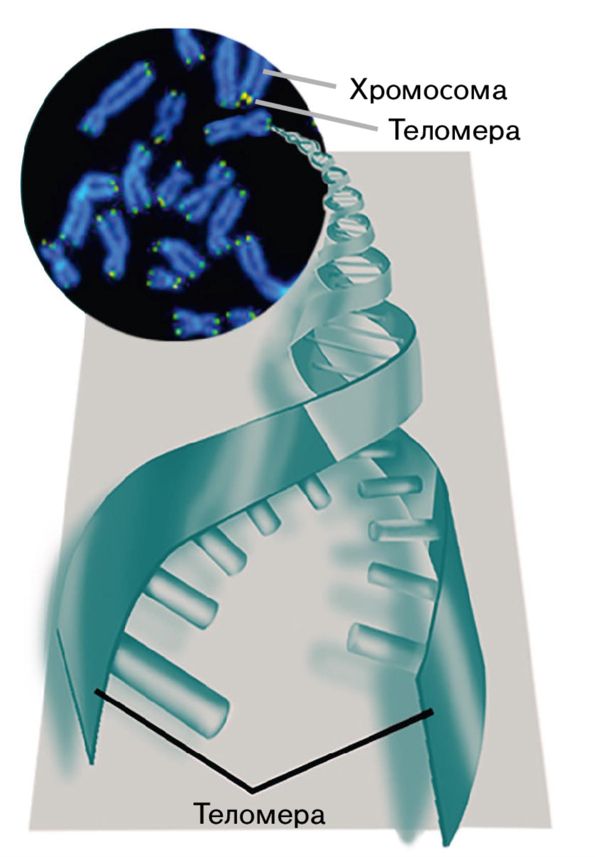 Теломеры и хромосомы