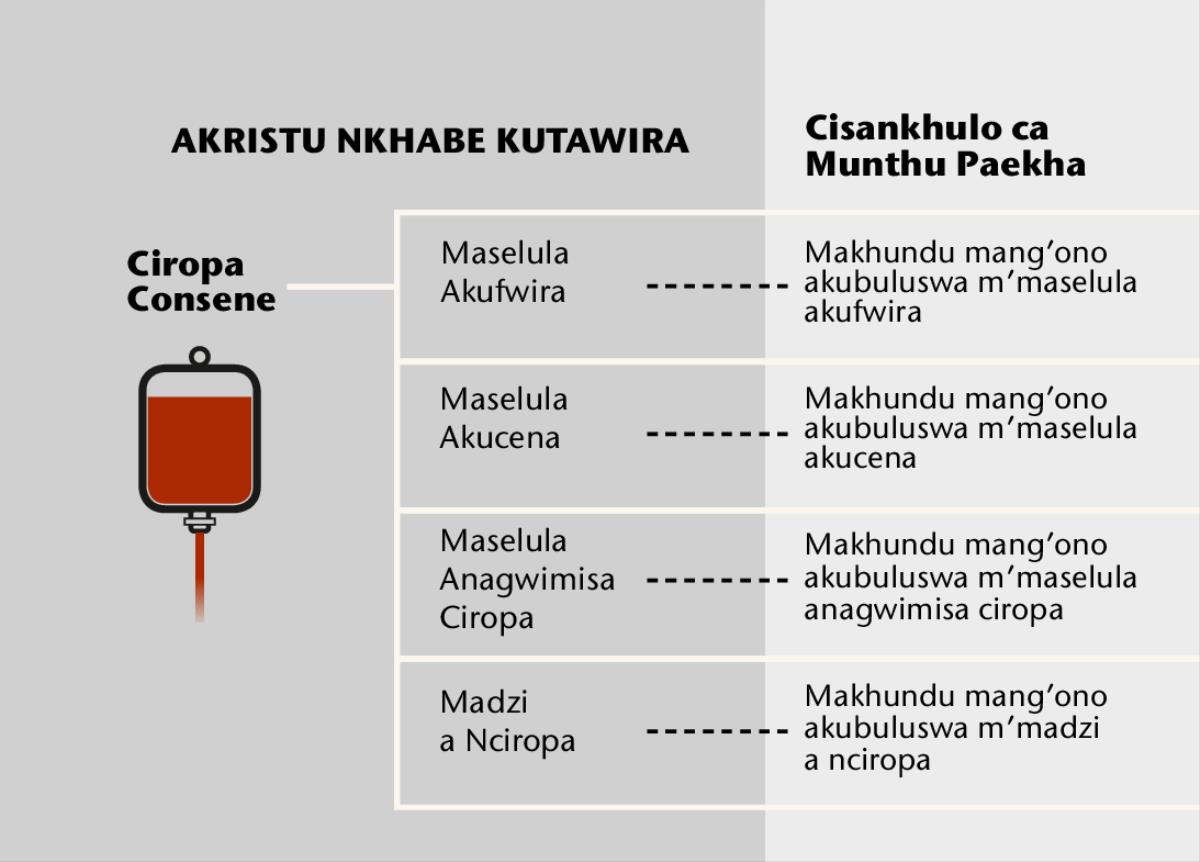 Ciropa, makhundu manai a ciropa, na makhundu mang’ono a ciropa