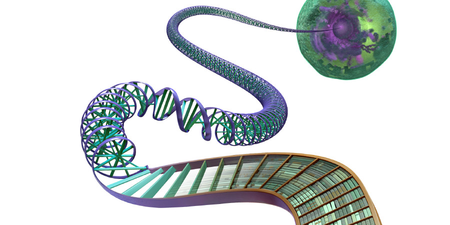 Informacioni në ADN-në e qelizës, i paraqitur si libra në raftet e një biblioteke