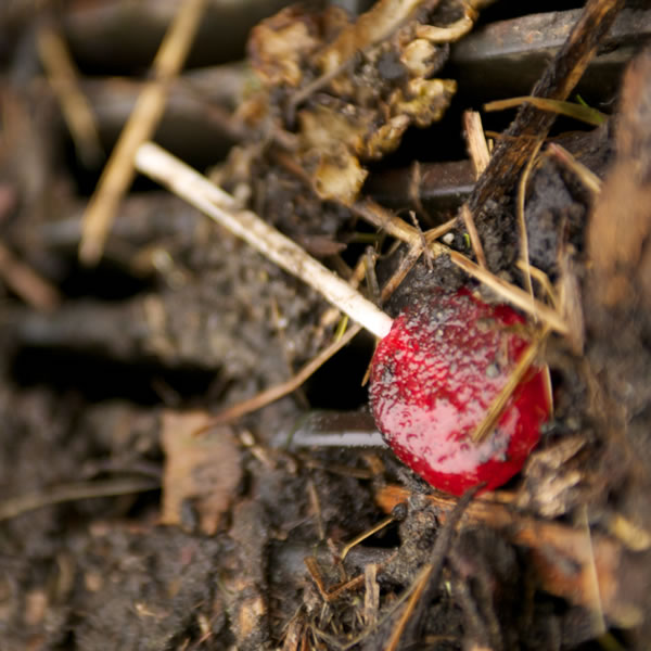 Pompong e litšila ka forong