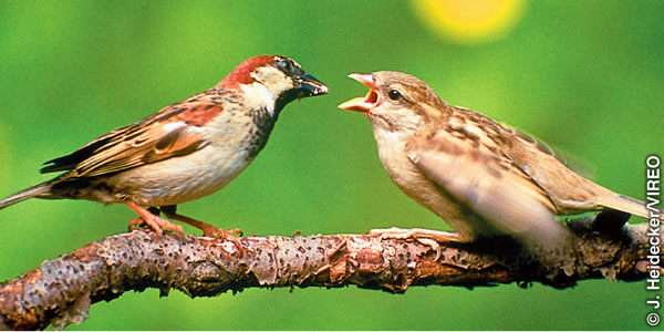 Serobele se fepa lelinyane la sona.