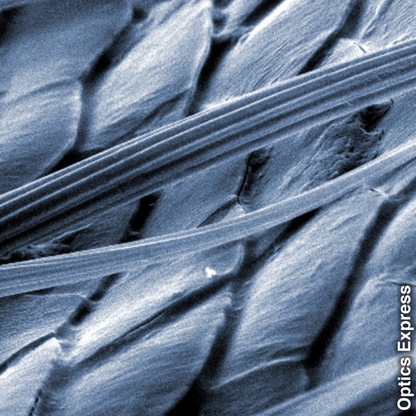 Makhakhapha a sa lekaneng