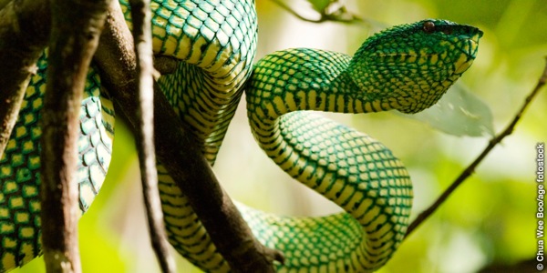 Noha e hloang sefate