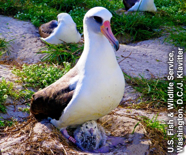 Nonyana e bitsoang Laysan albatross