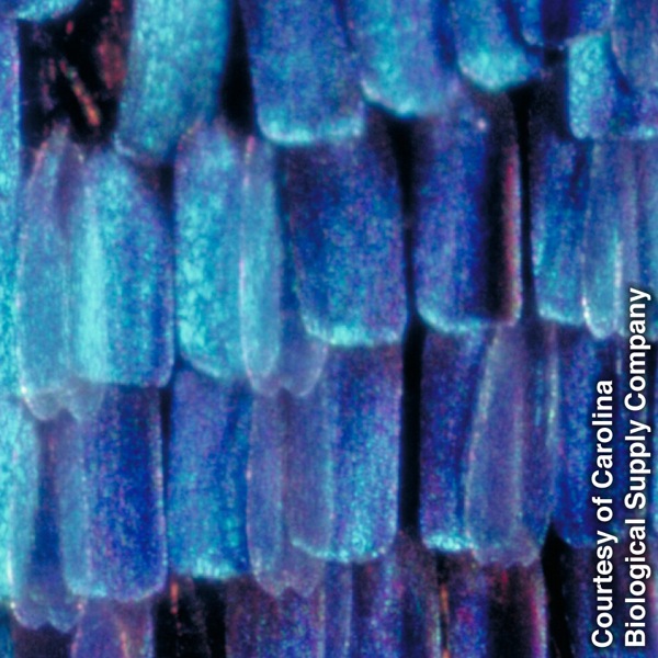 Makhakhapha a palamaneng a lepheo la serurubele