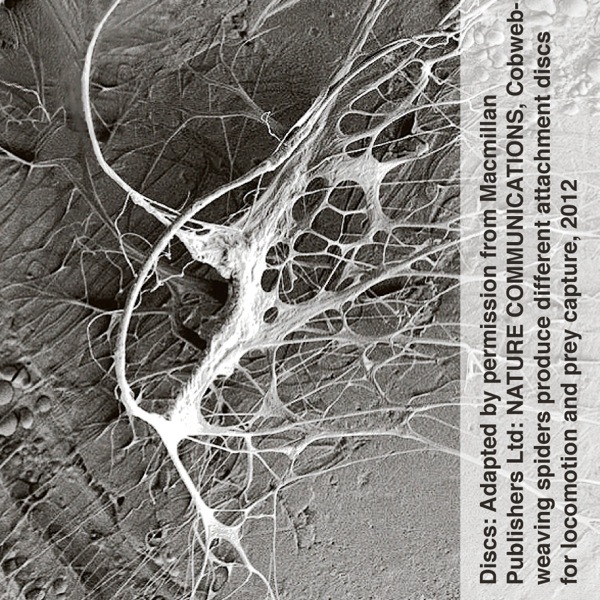 Gumfoot disc ea sekho